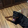 Jupiter joined the competition — help win amazing prizes! dog, rottweiler, brown_dog, floor, wooden_floor, kitchen, cabinet, pet, animal, lying_down, happy, smiling, indoor, canine, domestic_animal, resting, two_dogs, fur, ears, collar