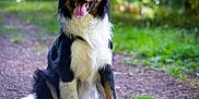 Floki a rejoint le concours — aidez-le/la à gagner de superbes lots ! dog, border_collie, animal, pet, canine, outdoor, forest, path, nature, grass, happy, tongue_out, sitting, fur, ears, black_and_white, brown, friendly, portrait, daylight