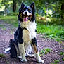 dog, border_collie, animal, pet, canine, outdoor, forest, path, nature, grass, happy, tongue_out, sitting, fur, ears, black_and_white, brown, friendly, portrait, daylight