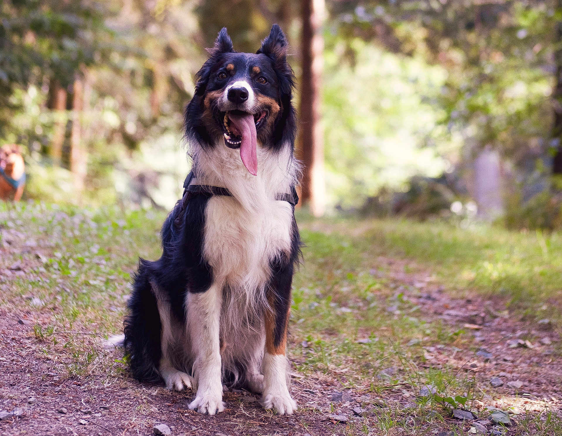 Floki