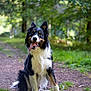 Floki a rejoint le concours — aidez-le/la à gagner de superbes lots ! dog, border_collie, animal, pet, outdoor, forest, path, grass, greenery, nature, canine, mammal, tongue_out, happy, sitting, ears_up, fur, playful, daylight, background_blur