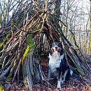 Floki participe au concours pour gagner de l'argent avec cette photo : dog, woodland, tree, branches, moss, leaves, outdoor, nature, animal, happy, tongue_out, forest, rustic, wood, structure, daylight, canine, fall, bare_trees, sitting