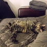 Volva a rejoint le concours — aidez-le/la à gagner de superbes lots ! animal, bag, bed, blanket, cat, cozy, fur, furniture, home, indoor, luggage, paws, pet, quilt, relaxed, resting, sleeping, striped, tabby_cat, tail
