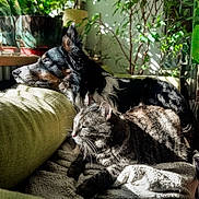 Volva a rejoint le concours — aidez-le/la à gagner de superbes lots ! animal, blanket, cat, comfort, companion, couch, cozy, dog, fur, greenery, home, indoor, leisure, pet, plants, relaxing, resting, shadow, sunlight, window