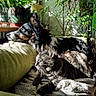 animal, blanket, cat, comfort, companion, couch, cozy, dog, fur, greenery, home, indoor, leisure, pet, plants, relaxing, resting, shadow, sunlight, window