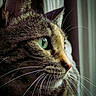Volva a rejoint le concours — aidez-le/la à gagner de superbes lots ! animal, cat, close_up, curious, domestic_animal, face, feline, fur, green_eye, indoor, looking_away, mammal, nature, pet, portrait, reflection, side_view, tabby_cat, whiskers, window