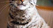 Volva participe au concours pour gagner de l'argent avec cette photo : animal, background_blur, cat, closeup, curious, cute, domestic, ears, eyes, face, feline, fur, indoor, looking, mammal, pet, portrait, soft_light, tabby, whiskers
