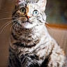 animal, background_blur, cat, closeup, curious, cute, domestic, ears, eyes, face, feline, fur, indoor, looking, mammal, pet, portrait, soft_light, tabby, whiskers