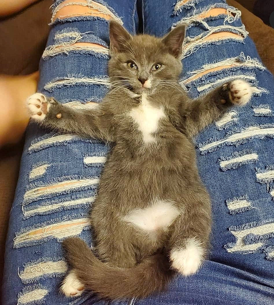 Gamora is registered to the contest to win money with this photo: carnivore, cat, claw, comfort, domestic_short_haired_cat, fawn, felidae, fur, pattern, paw, sitting, small_to_medium_sized_cats, snout, tail, terrestrial_animal, whiskers, wildlife, woven_fabric