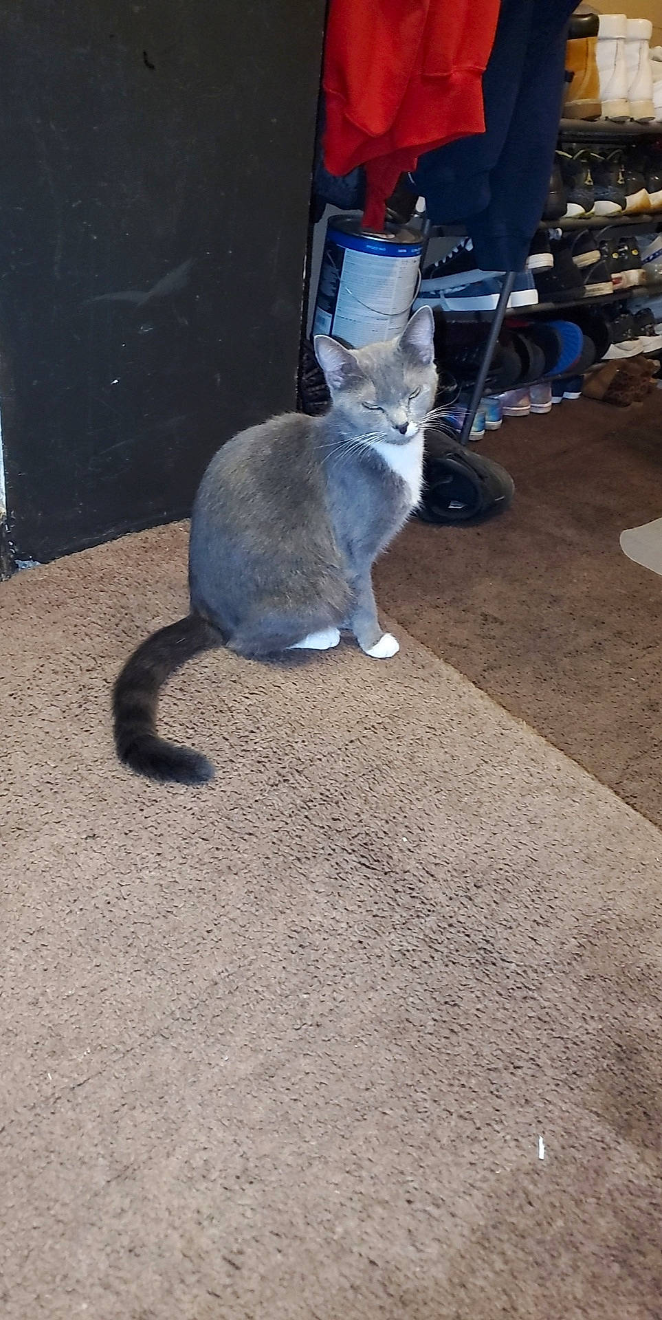 Gamora is registered to the contest to win money with this photo: asphalt, automotive_tire, carnivore, cat, city, domestic_short_haired_cat, electric_blue, felidae, flooring, fur, grey, mammal, metal, paw, road_surface, small_to_medium_sized_cats, snout, tail, vertebrate, whiskers