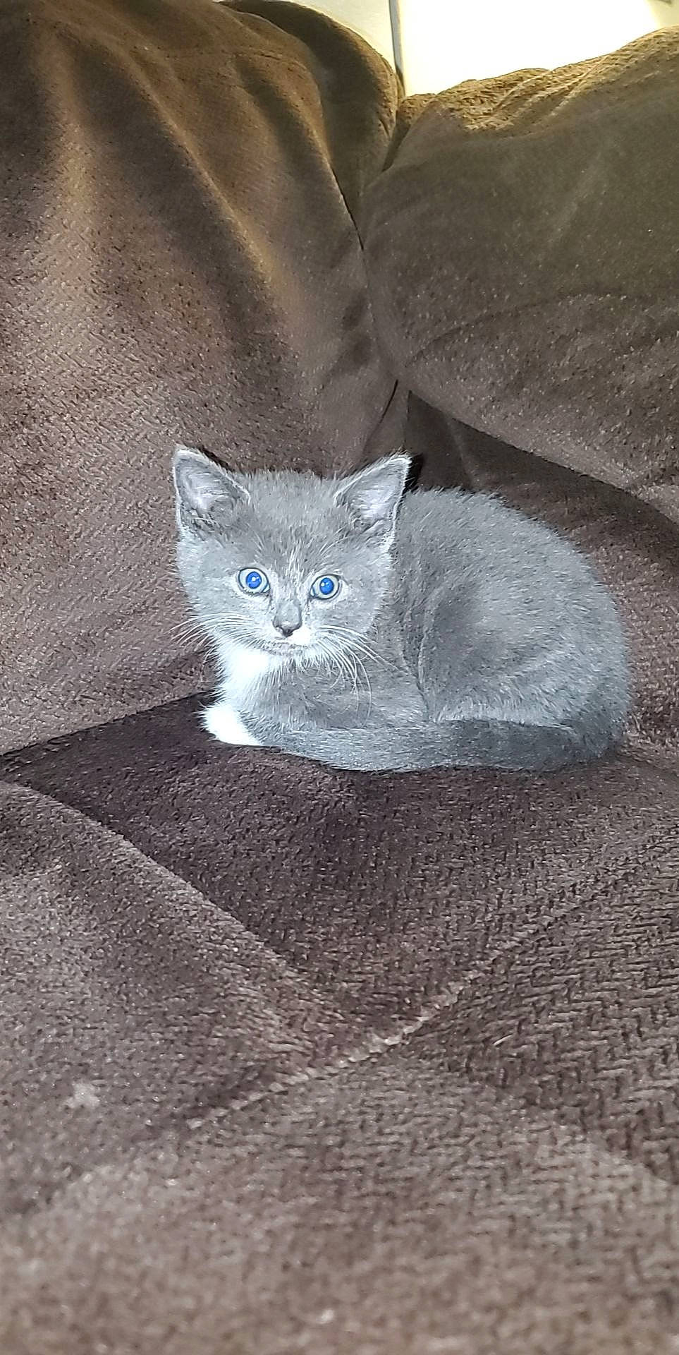 Gamora joined the competition — help win amazing prizes! carnivore, cat, comfort, domestic_short_haired_cat, electric_blue, felidae, fur, grey, russian_blue, small_to_medium_sized_cats, snout, tail, whiskers, window