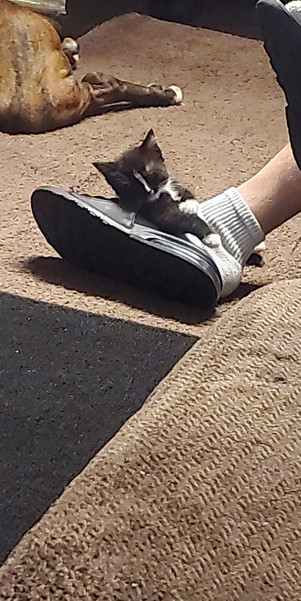 Slash is registered to the contest to win money with this photo: asphalt, comfort, denim, flooring, foot, grass, grey, human_body, human_leg, landscape, leg, morning, road_surface, sand, shoe, sneakers, street_fashion, sunlight, tints_and_shades, wood