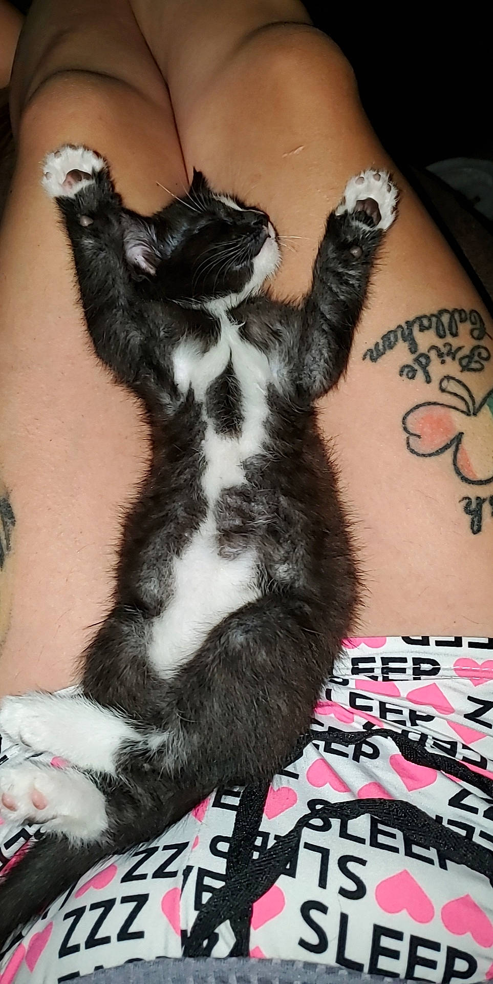 Slash is registered to the contest to win money with this photo: carnivore, cat, claw, companion_dog, dog_breed, elbow, felidae, foot, gesture, human_leg, lap, neck, paw, sleeve, small_to_medium_sized_cats, tail, temporary_tattoo, thigh, whiskers, wrist