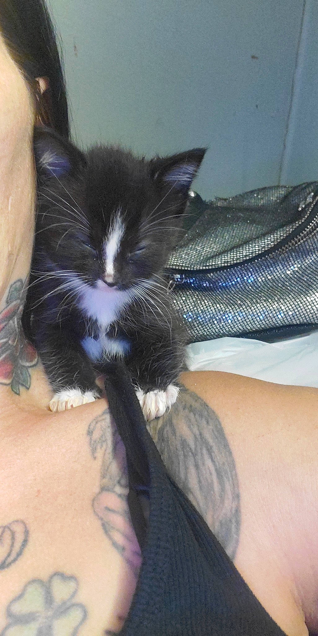 Slash joined the competition — help win amazing prizes! carnivore, cat, comfort, domestic_short_haired_cat, electric_blue, fashion_accessory, feather, felidae, foot, fur, hand, human_leg, leg, palm_tree, small_to_medium_sized_cats, tail, thigh, whiskers, wing, wrist