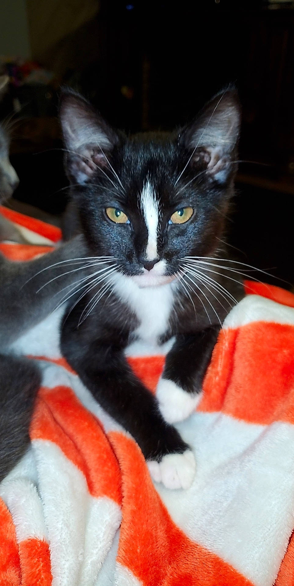 Slash is registered to the contest to win money with this photo: black_cat, carmine, carnivore, cat, cat_furniture, cat_supply, claw, domestic_short_haired_cat, eye, felidae, fur, head, iris, lap, paw, small_to_medium_sized_cats, snout, tail, tree, whiskers