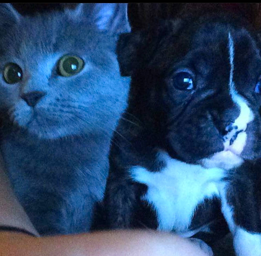 Church joined the competition — help win amazing prizes! boston_terrier, canidae, carnivore, cat, companion_dog, dog, dog_breed, domestic_short_haired_cat, fawn, felidae, fur, paw, pug, russian_blue, small_to_medium_sized_cats, snout, sporting_group, toy_dog, whiskers, working_animal