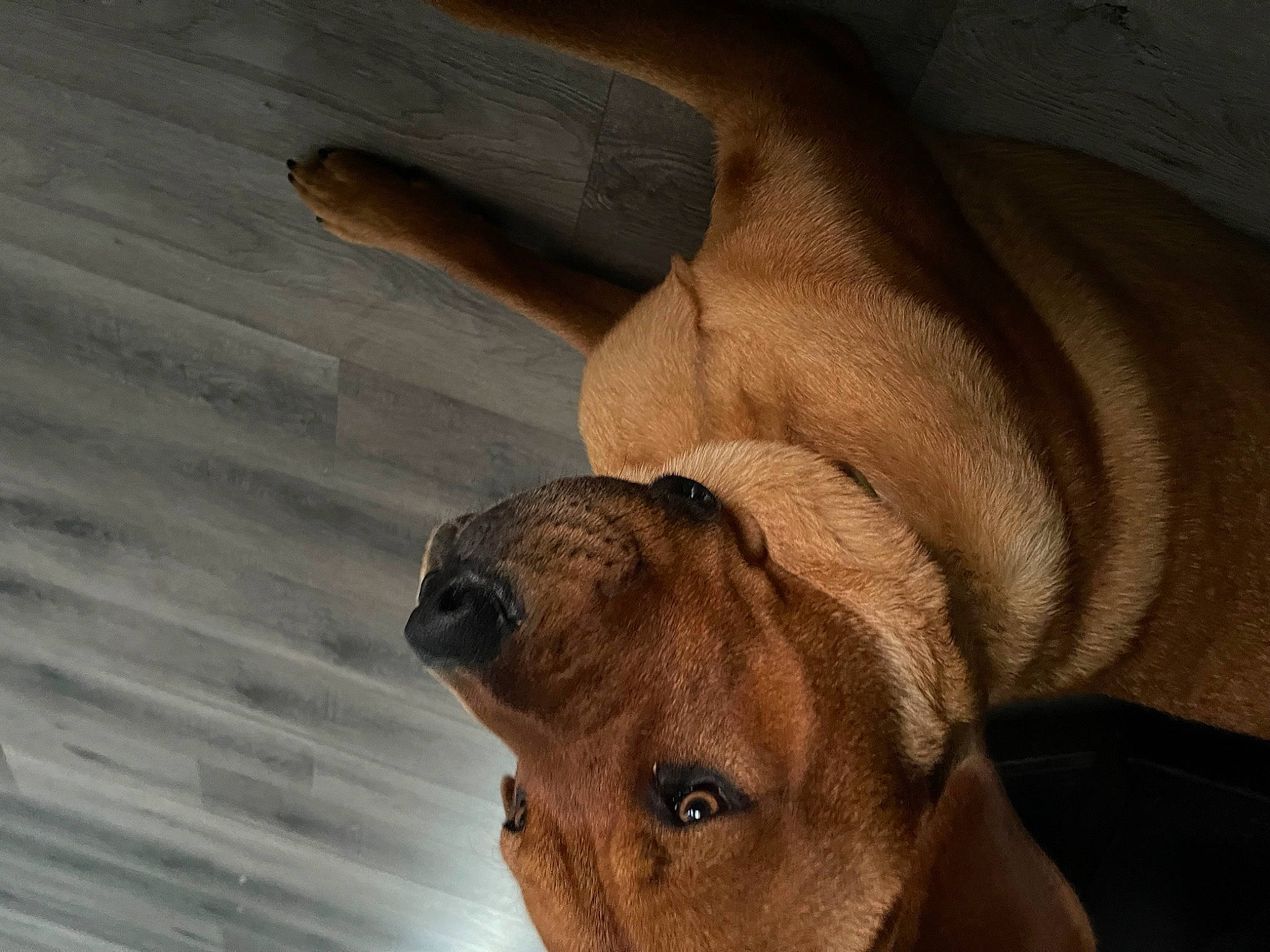 Dante is registered to the contest to win money with this photo: carnivore, comfort, companion_dog, dog, dog_breed, ear, fawn, guard_dog, hardwood, liver, non_sporting_group, paw, puppy, sporting_group, tail, terrestrial_animal, whiskers, wood, working_animal, wrinkle