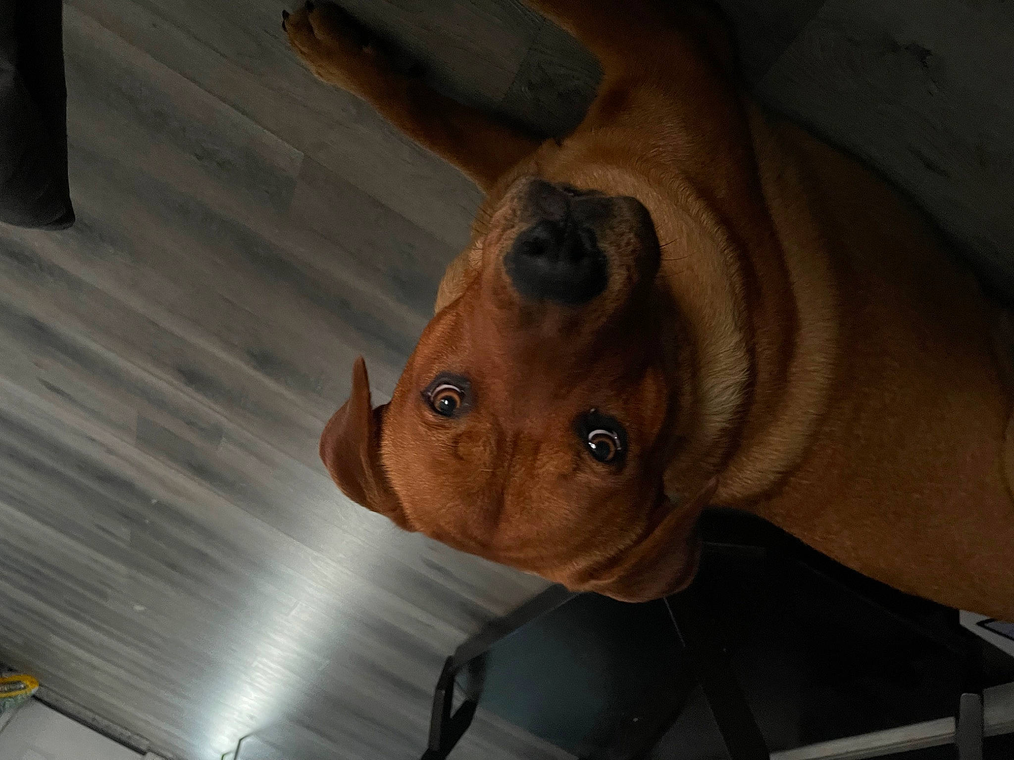 Dante is registered to the contest to win money with this photo: auto_part, automotive_exterior, automotive_lighting, ceiling, family_car, fawn, jaw, luxury_vehicle, metal, motor_vehicle, personal_protective_equipment, sculpture, snout, vehicle_door, wood, working_animal, wrinkle