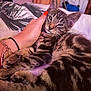 animal, bed, blanket, cat, closeup, cozy, cute, domestic_animal, feline, fur, hand, indoor, kitten, nail_polish, pet, relaxing, resting, striped, tabby, whiskers