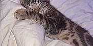 Aiko participe au concours pour gagner de l'argent avec cette photo : animal, blanket, cat, comfort, cozy, cute, domestic, feline, fur, indoor, kitten, paw, pet, relaxation, resting, sleeping, soft, tabby, whiskers, young