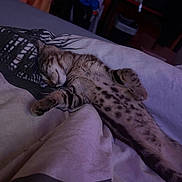 Aiko participe au concours pour gagner de l'argent avec cette photo : animal, bed, blanket, cat, comfort, cozy, cute, domestic_cat, fur, furniture, indoor, kitten, paw, pet, relaxed, resting, sleeping, soft_light, spotted, striped