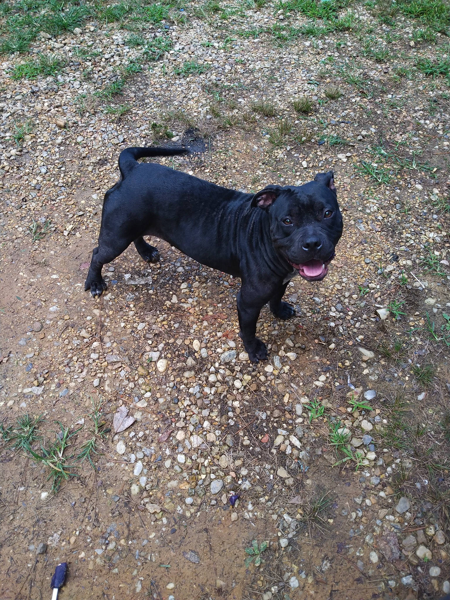 Midnight Fancy is registered to the contest to win money with this photo: black_norwegian_elkhound, borador, canidae, carnivore, companion_dog, dog, dog_breed, fawn, grass, guard_dog, non_sporting_group, plant, road_surface, snout, soil, sporting_group, tail, terrestrial_animal, working_animal, working_dog