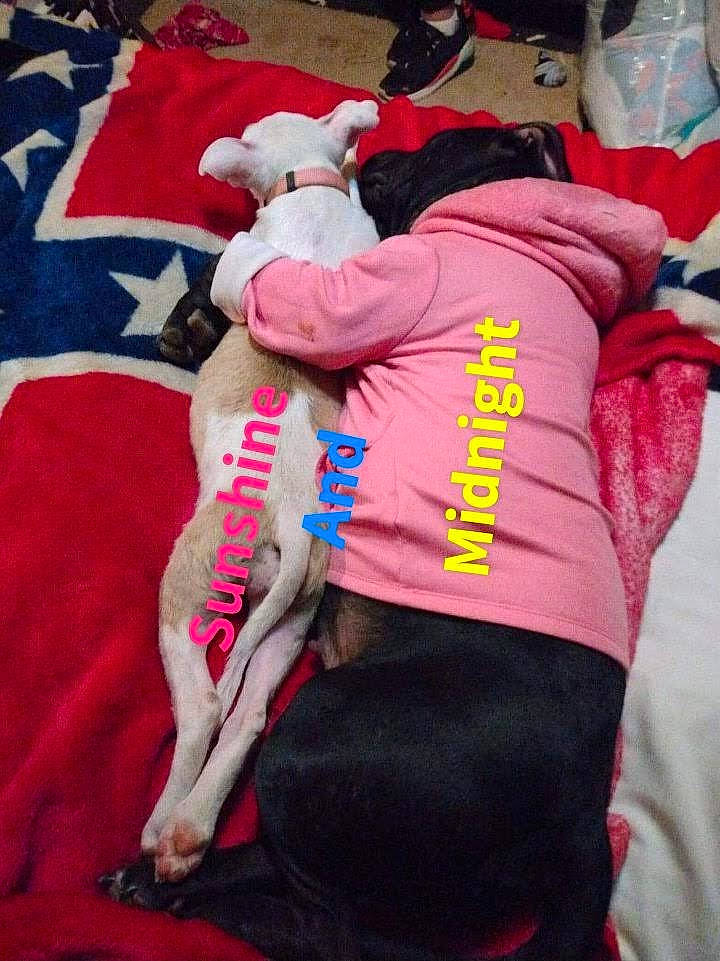 Midnight Fancy joined the competition — help win amazing prizes! carmine, comfort, companion_dog, costume, event, fictional_character, fur, hat, linens, magenta, mascot, pink, plush, red, room, stuffed_toy, t_shirt, teddy_bear, thigh, toy