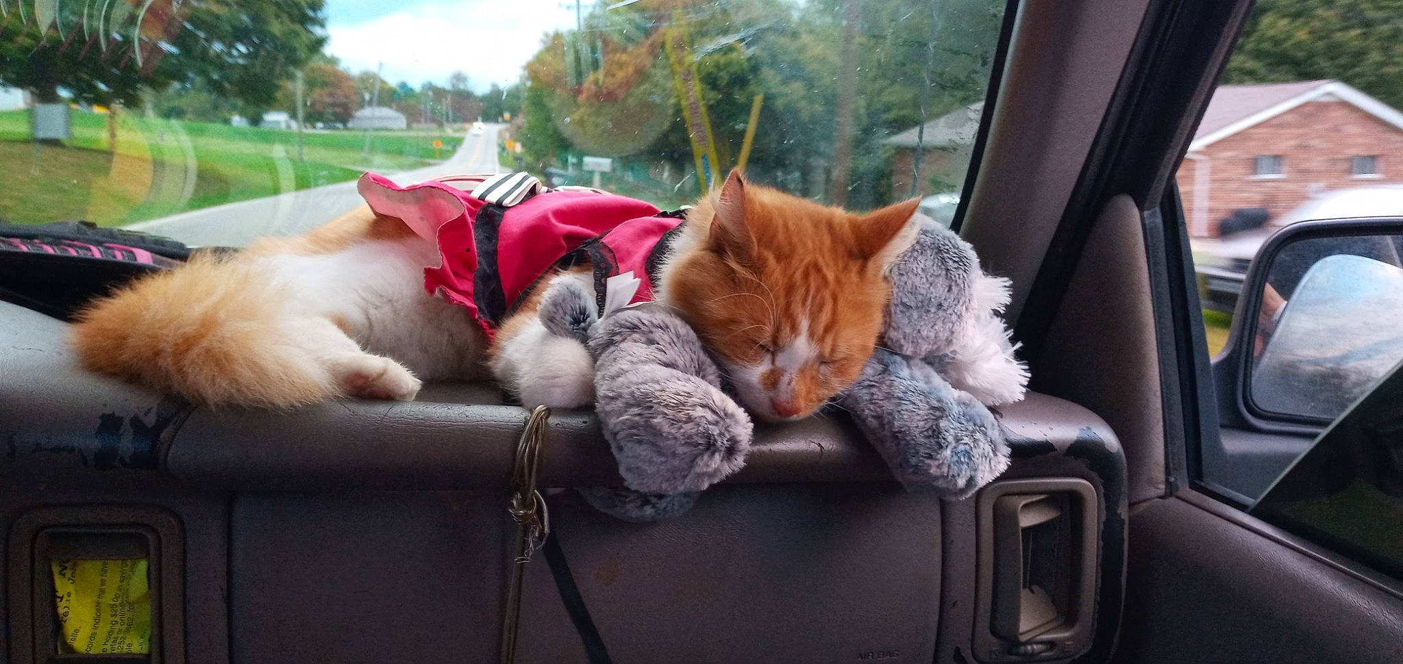 Beabea is registered to the contest to win money with this photo: carnivore, cat, comfort, companion_dog, domestic_short_haired_cat, fawn, felidae, fur, mammal, morning, plant, sky, small_to_medium_sized_cats, tail, tree, vehicle, vehicle_door, vertebrate, whiskers, window