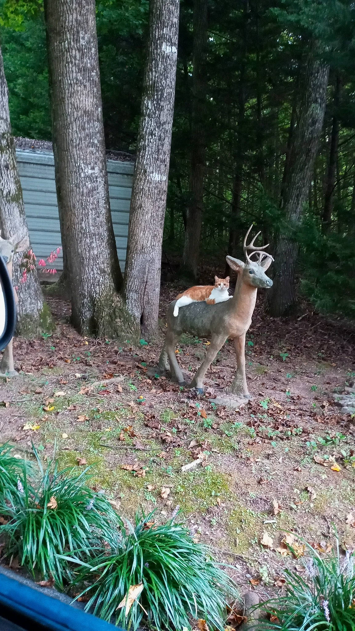 Beabea joined the competition — help win amazing prizes! arecales, biome, botany, branch, deer, fawn, forest, grass, groundcover, landscape, plant, tail, terrestrial_animal, terrestrial_plant, tree, trunk, white_tailed_deer, wildlife, wood, woodland