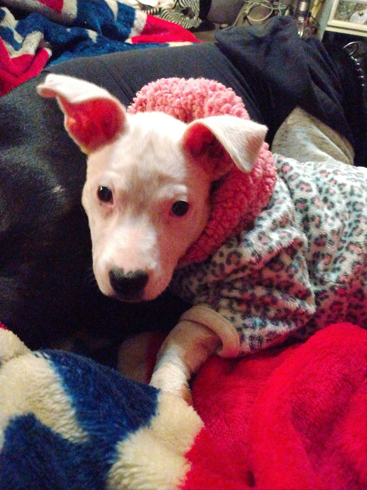 Sunshine Delight is registered to the contest to win money with this photo: canidae, carnivore, comfort, companion_dog, couch, dog, dog_breed, fawn, fur, lap, linens, pattern, paw, selfie, snout, sporting_group, terrestrial_animal, textile, toy_dog, working_animal