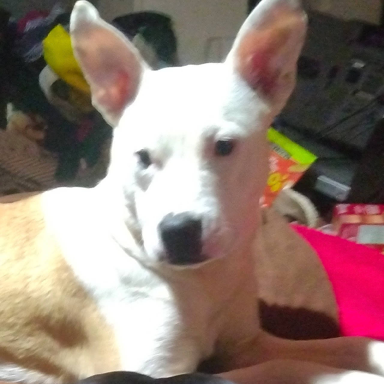 Sunshine Delight is registered to the contest to win money with this photo: canidae, carnivore, collar, companion_dog, dog, dog_breed, ear, fawn, fur, non_sporting_group, snout, sporting_group, tail, terrestrial_animal, whiskers, working_animal