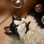 cat, black_and_white, fluffy, green_eyes, ornaments, golden, sparkling, festive, cozy, curious, whiskers, indoor, pet, feline, closeup, soft_fur, holiday, decoration, cute, relaxed