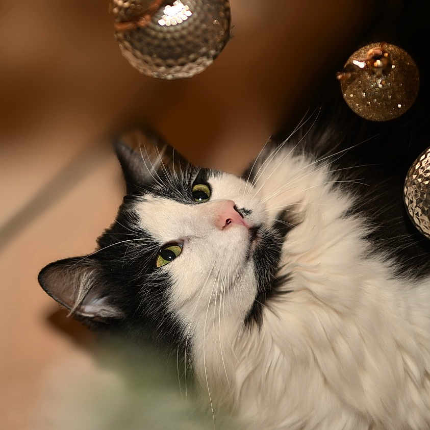Lune a rejoint le concours — aidez-le/la à gagner de superbes lots ! black_and_white, cat, closeup, cozy, curious, cute, decoration, feline, festive, fluffy, golden, green_eyes, holiday, indoor, ornaments, pet, relaxed, soft_fur, sparkling, whiskers
