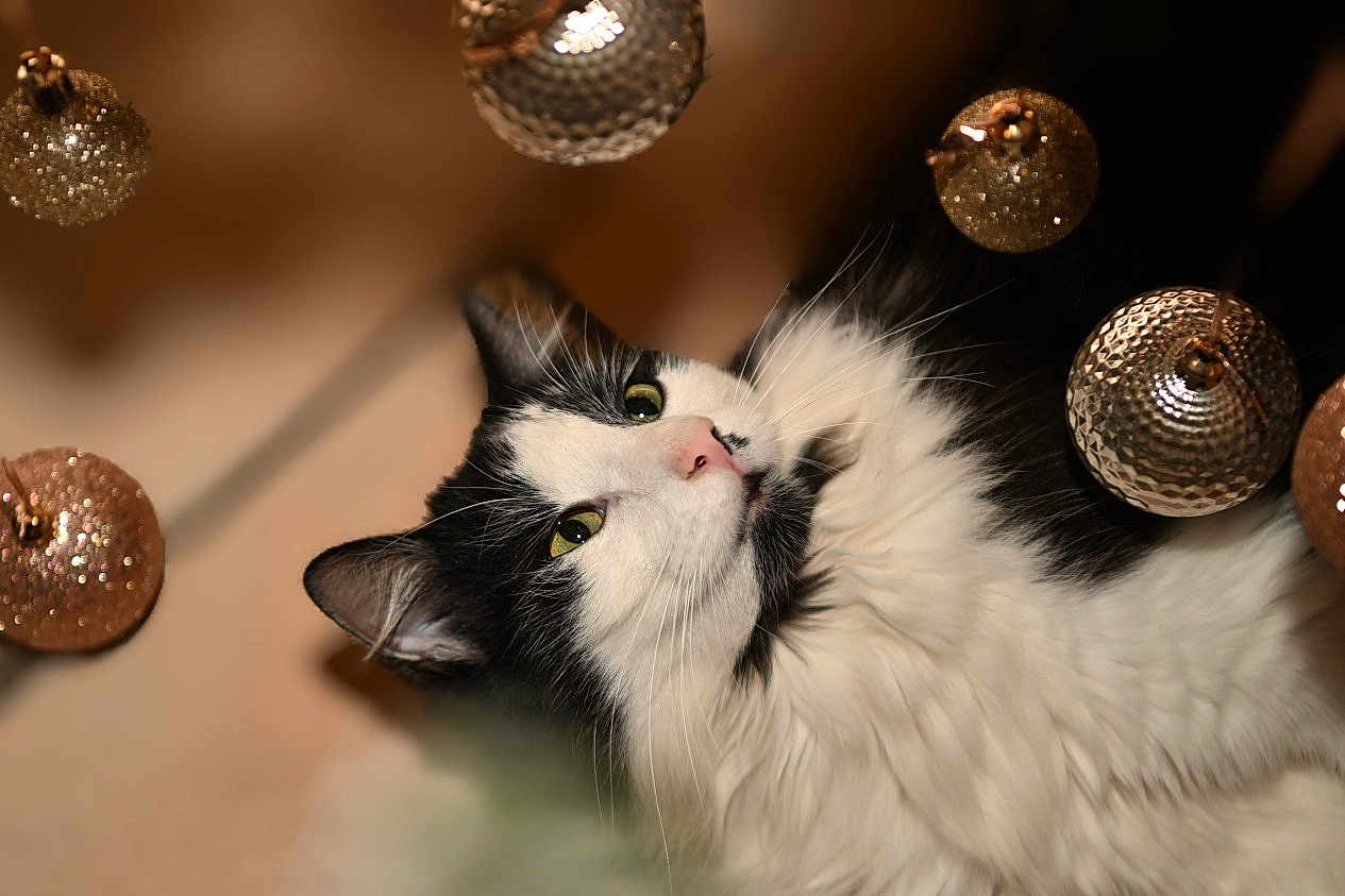Lune a rejoint le concours — aidez-le/la à gagner de superbes lots ! cat, black_and_white, fluffy, green_eyes, ornaments, golden, sparkling, festive, cozy, curious, whiskers, indoor, pet, feline, closeup, soft_fur, holiday, decoration, cute, relaxed