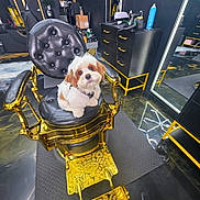 Bubba joined the competition — help win amazing prizes! puppy, dog, barber_chair, luxury, black, gold, modern, interior, mirror, floor_mat, cabinet, pet, cute, furniture, room, indoor, reflection, animal, small_dog, seated