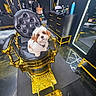 puppy, dog, barber_chair, luxury, black, gold, modern, interior, mirror, floor_mat, cabinet, pet, cute, furniture, room, indoor, reflection, animal, small_dog, seated