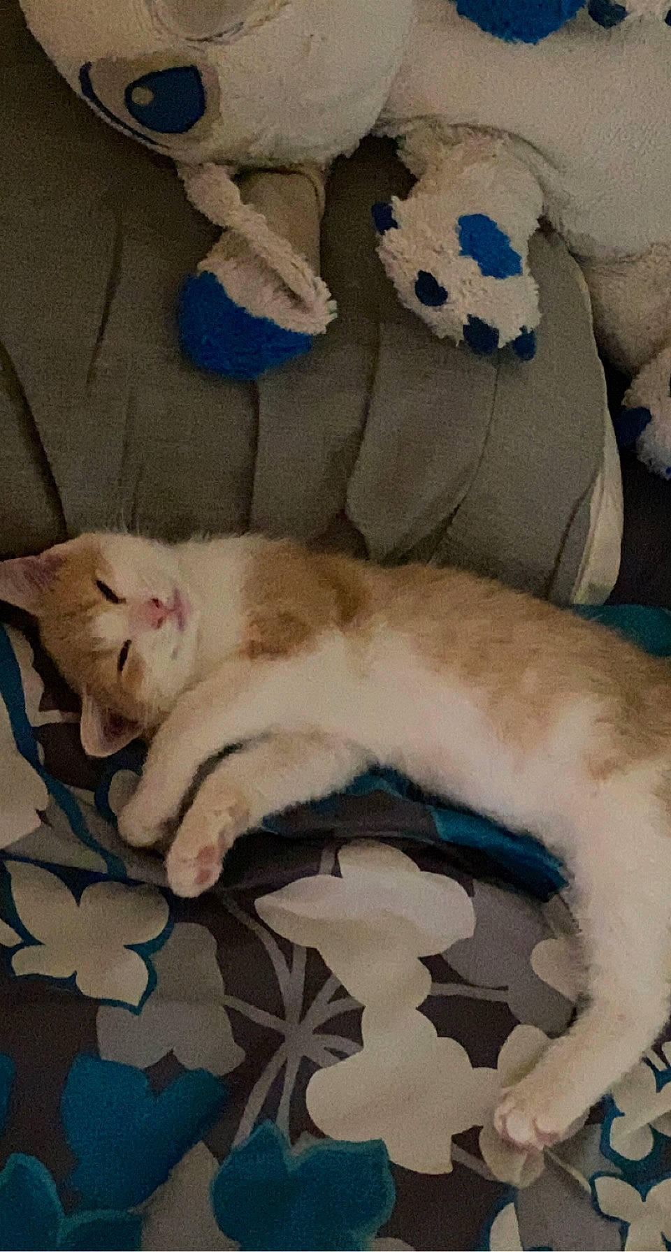 Halo joined the competition — help win amazing prizes! carnivore, cat, cat_bed, cat_supply, claw, comfort, couch, domestic_short_haired_cat, fang, fawn, felidae, fur, linens, nap, paw, pet_supply, small_to_medium_sized_cats, tail, whiskers, white