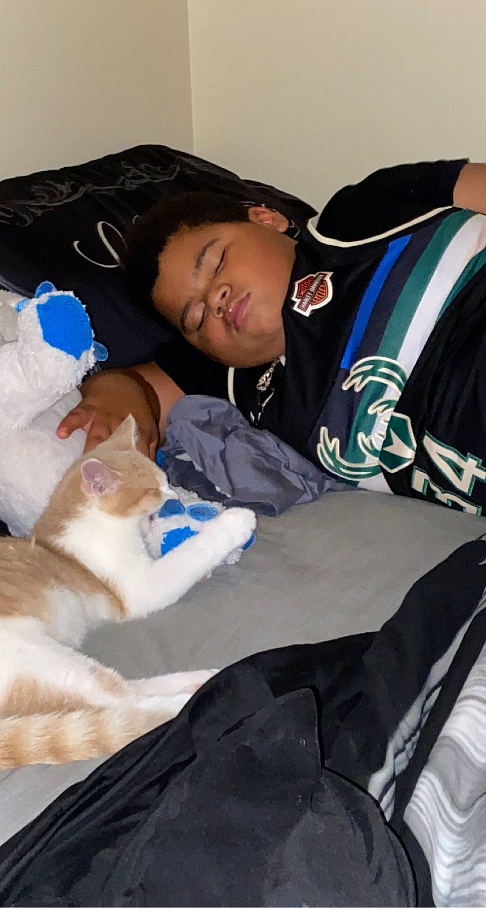 Halo joined the competition — help win amazing prizes! bag, carnivore, cat, child, comfort, companion_dog, domestic_short_haired_cat, felidae, fur, lap, linens, luggage_and_bags, nap, paw, recreation, sitting, sleep, small_to_medium_sized_cats, tail, whiskers