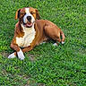 Rocky is registered to the contest to win money with this photo: dog, brown_dog, white_markings, grass, outdoor, lawn, lying_down, relaxed, happy, smiling, open_mouth, floppy_ears, short_hair, pet, canine, portrait, nature, sunlight, crossed_paws, backyard