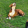 Rocky joined the competition — help win amazing prizes! dog, brown_and_white, grass, lawn, outdoor, lying_down, sitting, open_mouth, happy, playful, teeth, tongue, floppy_ears, short_hair, pet, canine, sunlight, garden, portrait, amusing