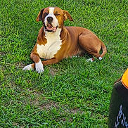 Rocky joined the competition — help win amazing prizes! dog, pet, brown_and_white, lying_down, grass, lawn, outdoors, animal, canine, portrait, smiling, happy, relaxed, floppy_ears, white_chest, white_paws, short_hair, park, daylight, photograph