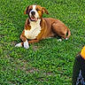 dog, pet, brown_and_white, lying_down, grass, lawn, outdoors, animal, canine, portrait, smiling, happy, relaxed, floppy_ears, white_chest, white_paws, short_hair, park, daylight, photograph
