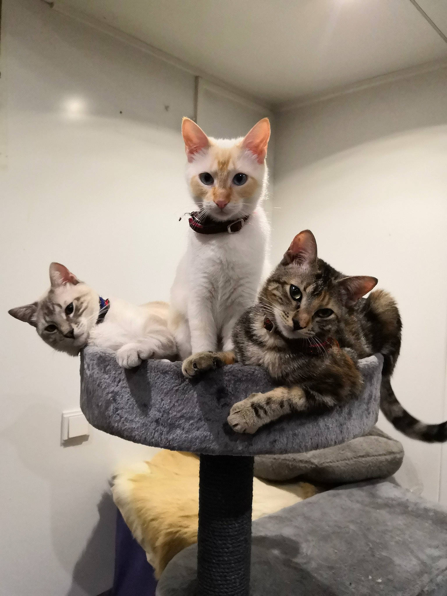 Orson Oska Oxy participe au concours pour gagner de l'argent avec cette photo : carnivore, cat, cat_supply, comfort, domestic_short_haired_cat, felidae, fur, mammal, paw, pet_supply, sitting, small_to_medium_sized_cats, tail, vertebrate, whiskers, wood