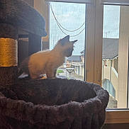 Mario a rejoint le concours — aidez-le/la à gagner de superbes lots ! animal, building, cat, cat_tree, cozy, curious, daylight, fluffy, furniture, gray, home, indoor, kitten, looking_out, pet, resting, silhouette, soft_texture, urban, window