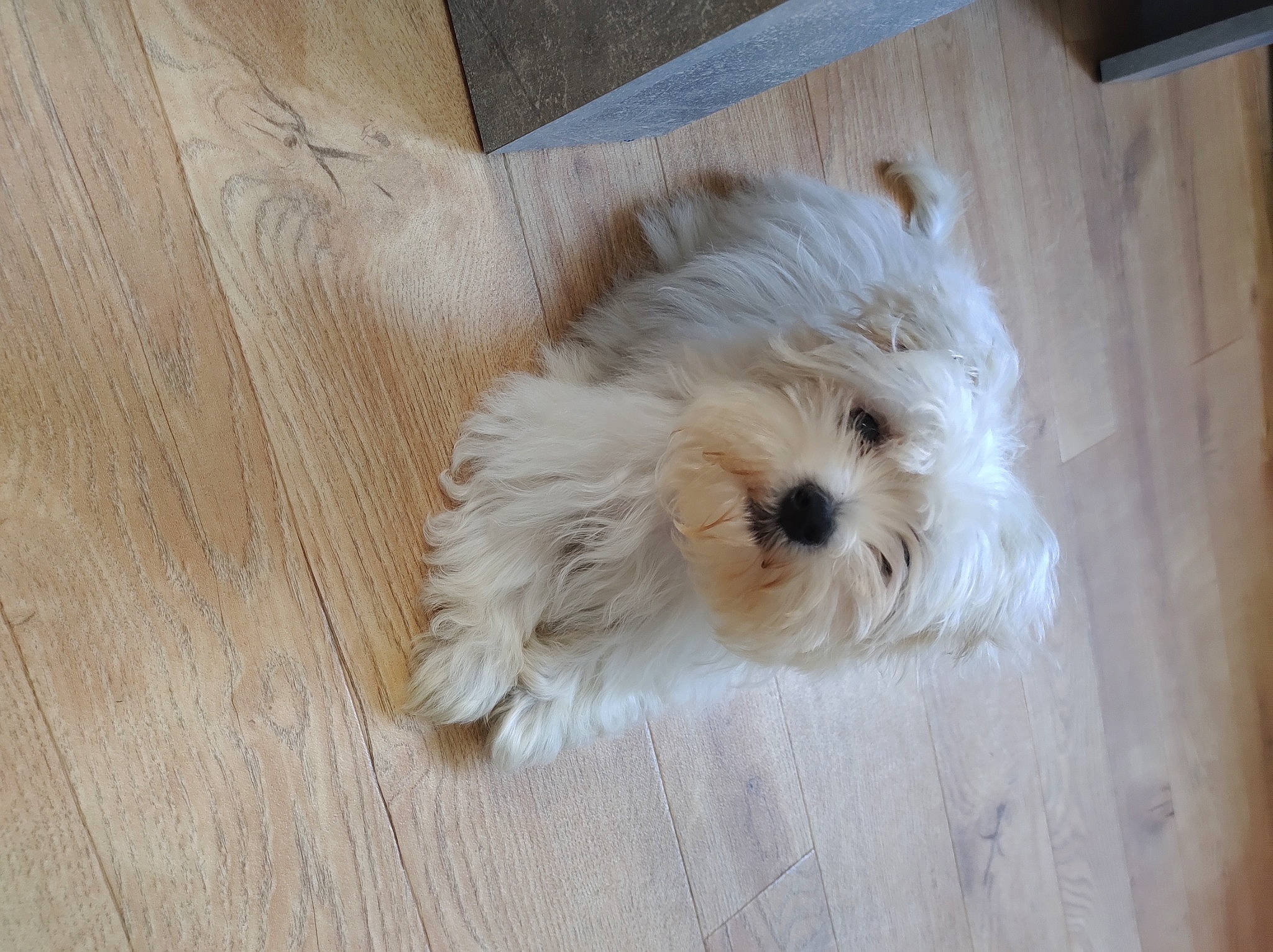 Ruben participe au concours pour gagner de l'argent avec cette photo : canidae, carnivore, companion_dog, dog, dog_breed, fawn, flooring, fur, hardwood, liver, plank, shih_tzu, small_terrier, snout, sporting_group, terrier, toy_dog, wood, wood_stain, working_animal