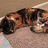 Fish is registered to the contest to win money with this photo: animal, calico_cat, carpet, cat, comfortable, cozy, curled_up, domestic, ears, feline, fur, indoor, pet, quiet, resting, rug, sleeping, tail, wall, whiskers