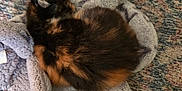Fish is registered to the contest to win money with this photo: animal, blanket, canine, cat, clothing, couch, cushion, dog, furniture, homedecor, kitten, manx, person, pet, plush, puppy, quilt, sleeping, towel, toy