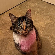 Fish joined the competition — help win amazing prizes! black, brown, cat, close_up, curious, cute, domestic_animal, door, feline, floor, fur, indoor, pet, pink_markings, sitting, tabby, tile_floor, whiskers, white, wide_eyes