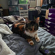 Fish joined the competition — help win amazing prizes! air_conditioner, animal, bed, blanket, calico_cat, cat, cozy, curious, curtains, feline, furniture, household_items, indoor, pet, quilt, remote_control, resting, shoe_boxes, storage_drawers, window