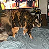 alert, bed, blanket, cat, container, domestic_animal, fabric, fluffy, footwear, furniture, household_items, indoor, multicolored, pet, room, storage, striped, tail, television, whiskers